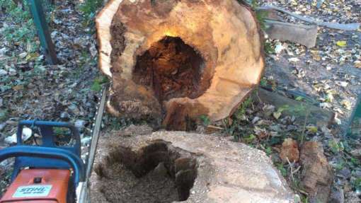 Bomen snoeien Dussen