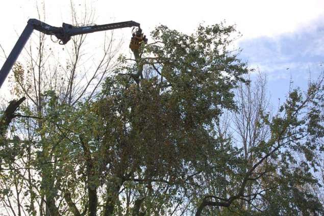 Bomen snoeien Dussen