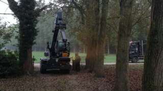 Populieren bomen rooien steenbergen