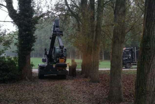 Populieren bomen rooien steenbergen