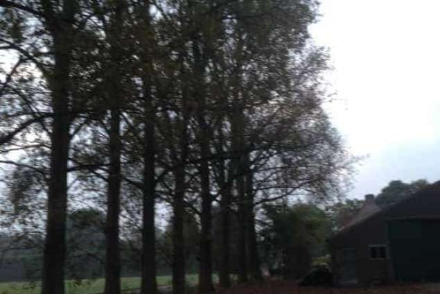 Populieren bomen rooien steenbergen