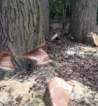 images/002tilburgronald/bomen-rooien-steenbergen-036-390x424-6f3
