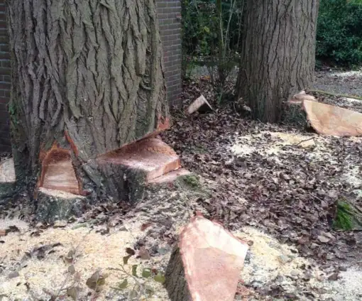 images/002tilburgronald/bomen-rooien-steenbergen-036-510x424-e89