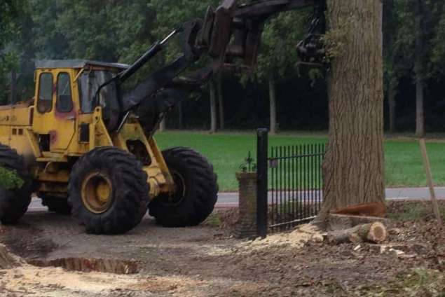 Populieren bomen rooien steenbergen