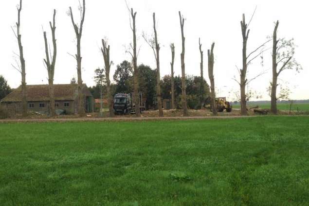 Populieren bomen rooien steenbergen