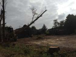 Populieren bomen rooien steenbergen