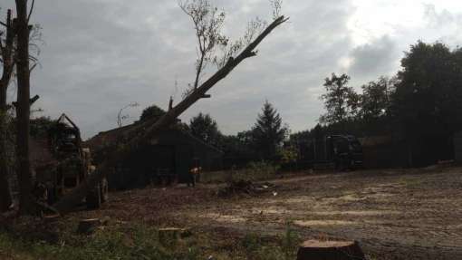 Populieren bomen rooien steenbergen