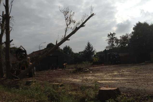 Populieren bomen rooien steenbergen