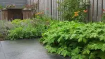 images/002tilburgronald/den-bosch-tuin-aanleggen-hovenier-(2)-210x118-3eb