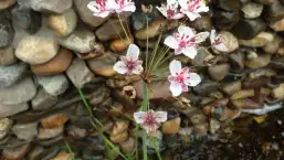 images/002tilburgronald/water-in-de-tuin-den-bosch-257x145-e1e