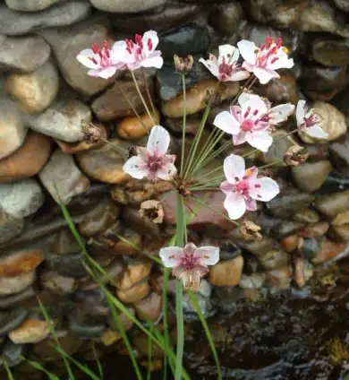 images/002tilburgronald/water-in-de-tuin-den-bosch-390x424-ffb