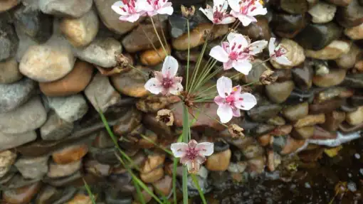 images/002tilburgronald/water-in-de-tuin-den-bosch-510x287-2d0