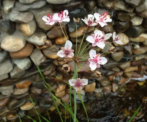 images/002tilburgronald/water-in-de-tuin-den-bosch-510x424-2d7