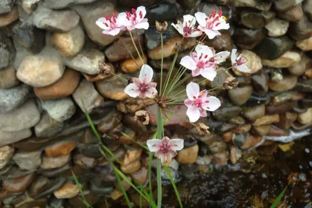 images/002tilburgronald/water-in-de-tuin-den-bosch-635x424-966