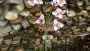 images/002tilburgronald/water-in-de-tuin-den-bosch-90x51-14f