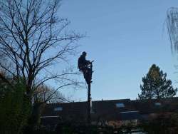 afbreken van een berkenboom rooien en opruimen van een berkenboom in Waalwijk van goghlaan