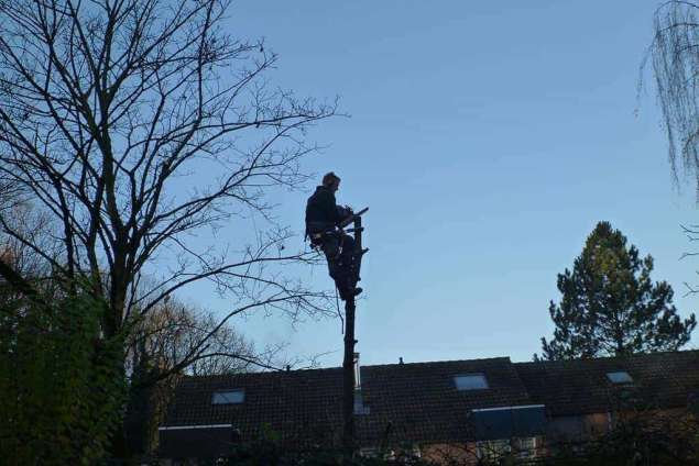 rooien boom Zutphen