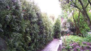 Het terug plaatsten van thuja Brabant in de maat 180/200 cm met kluit