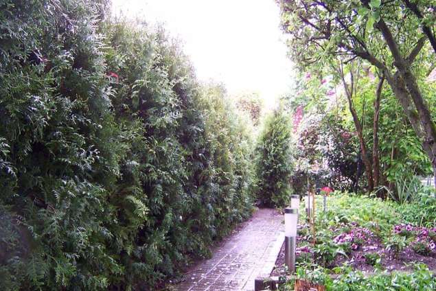 Het terug plaatsten van thuja Brabant in de maat 180/200 cm met kluit