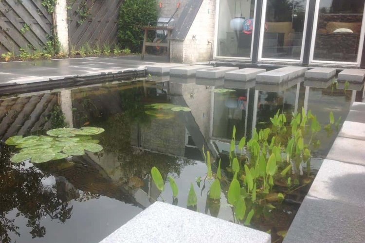 images/004regenwulp/strakke vijver in breda-750x500-11f