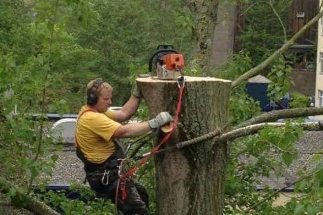 Bomen kappen Biest houtakker