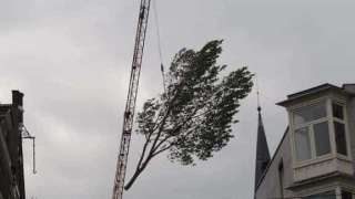 Rooien bomen Amsterdam