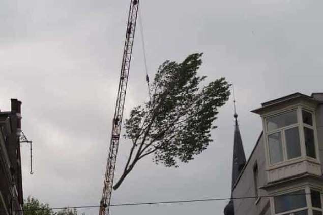 Rooien bomen Amsterdam