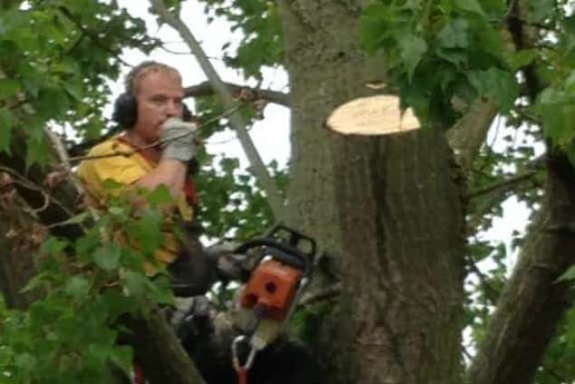 Bomen rooien Amsterdam