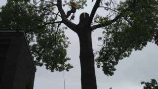 Bomen rooien Amsterdam