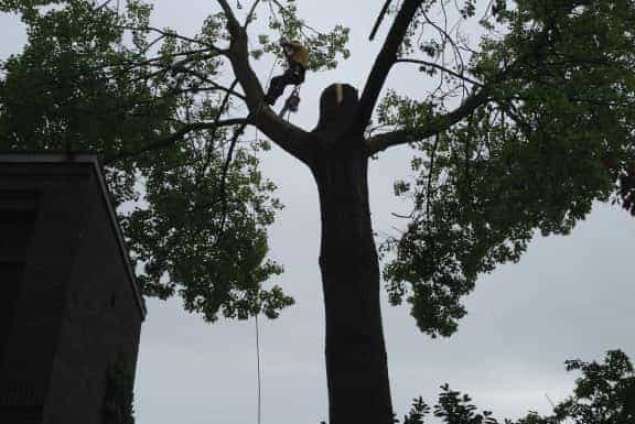 Bomen rooien Amsterdam