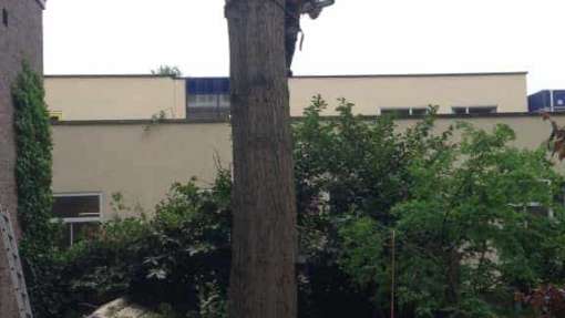 verwijderen  boom breda 