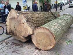 Bomen kappen Bergen op Zoom