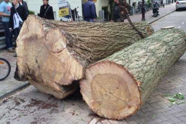 Bomen kappen Bladel