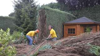 Coniferen haag verwijderen Beek