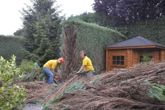 Coniferen haag verwijderen Beek