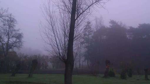 Bomen rooien Nieuw Namen