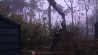 rooien van een populieren boom, de bomen kunnen vrij vallen op het grasland. opruimen bomen met een vrachtwagen