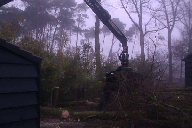 rooien van een populieren boom, de bomen kunnen vrij vallen op het grasland. opruimen bomen met een vrachtwagen