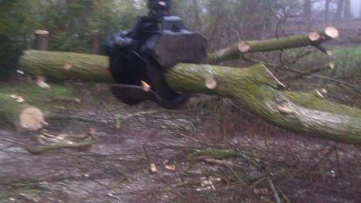 Bomen rooien Nieuwdorp