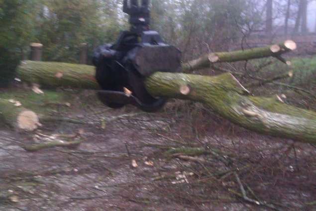 rooien van populierenbomen van 20 meter hoog de bomen konden vrij vallen bomen rooien in Oirschot