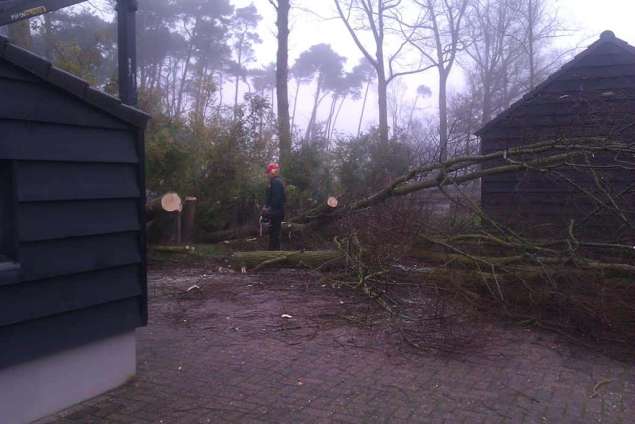 om laten vallen van bomen met een kettingzaag, rooien van bomen in Oirschot