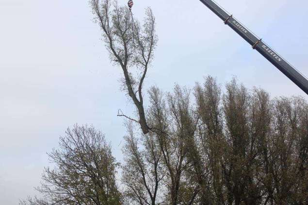 bomen rooien 