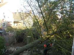 omzagen van een flinke dennenboom in drunen van gohglaan. de boom in stukken zagen voor kachelhout