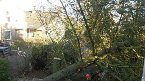 omzagen van een flinke dennenboom in drunen van gohglaan. de boom in stukken zagen voor kachelhout