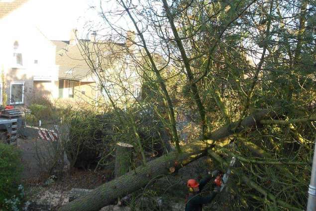 omzagen van een flinke dennenboom in drunen van gohglaan. de boom in stukken zagen voor kachelhout