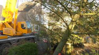 rooien van een dennen boom een sierkers. en een berkenboom in de achtertuin.in stukken zagen stam voor kachelhout