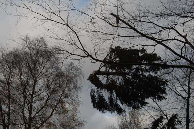 verwijderen van stormschade aan bomen, deze boom is door een zomerstorm omgewaaid. opruimen van bomen in Geldrop