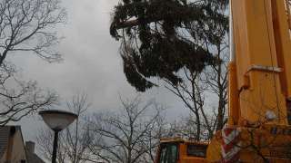 bomen rooien Lutten