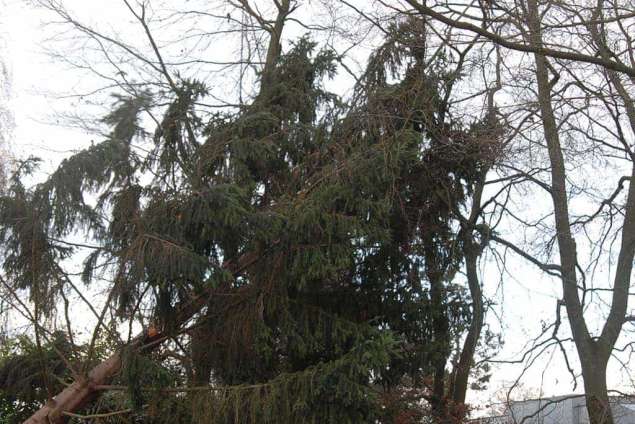 Nieuwerkerk bomen rooien