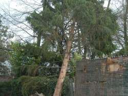 Het opruimen van een dennenboom die omgewaaid was door de storm. in Geldrop